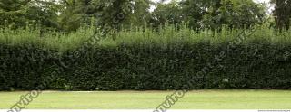 photo texture of hedge